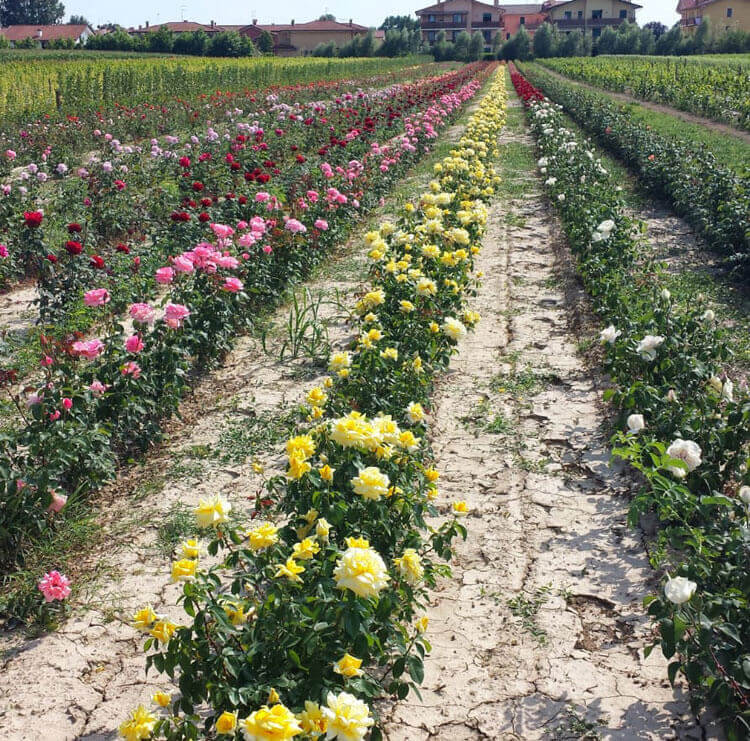 Coltivazione in campo aperto di una grande varietà di rose | Vivailazzaro.it