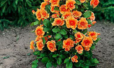 Orange beauty è una rosa a cespuglio di piccole dimensioni, molto ramificata | Vivailazzaro.it