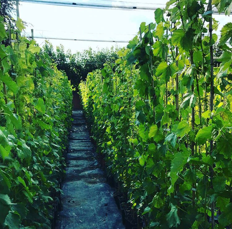 Coltivazione in contenitore di piante da frutto | Vivailazzaro.it