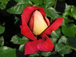 Rosa Kronenbourg con grandi fiori dai petali cremisi con il rovescio giallo argentato, bellissimi da recidere | Vivailazzaro.it