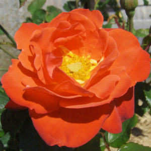 Orange Sensation pianta di rose con fiori a grappoli di un fiammeggiante rosso-arancione | Vivailazzaro.it