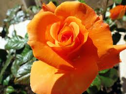 Rosa Armonia è un rosaio a cespuglio di grandi dimensioni con fiori grandi | Vivailazzaro.it