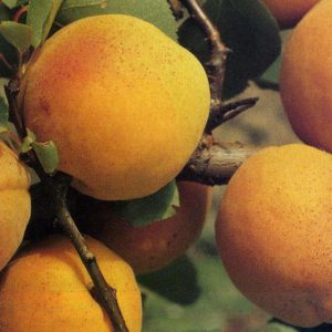 Albicocco Boccuccia con frutti medio grossi | Vivailazzaro.it