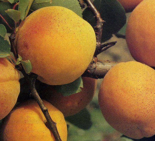 Albicocco Boccuccia con frutti medio grossi | Vivailazzaro.it