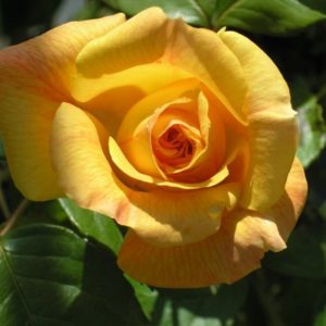 Doriana è un rosaio di grandi dimensinsioni dai fiori grandi | Vivailazzaro.it