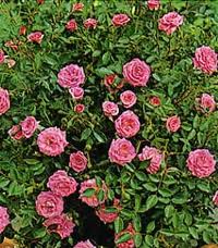 Eleanor rosa lillipuziana, molto rifiorente con molte roselline rosa carico | Vivailazzaro.it