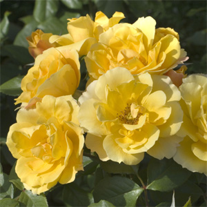 Rosa polianta rifiorente ALLGOLD a cespuglio | Vivailazzaro.it