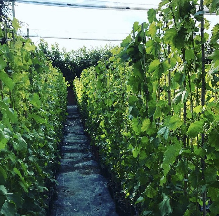 Produzione e vendita online di una vasta gamma di alberi da frutto | Vivailazzaro.it