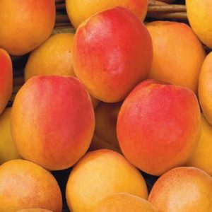 Albicocco - Prunus armeniaca