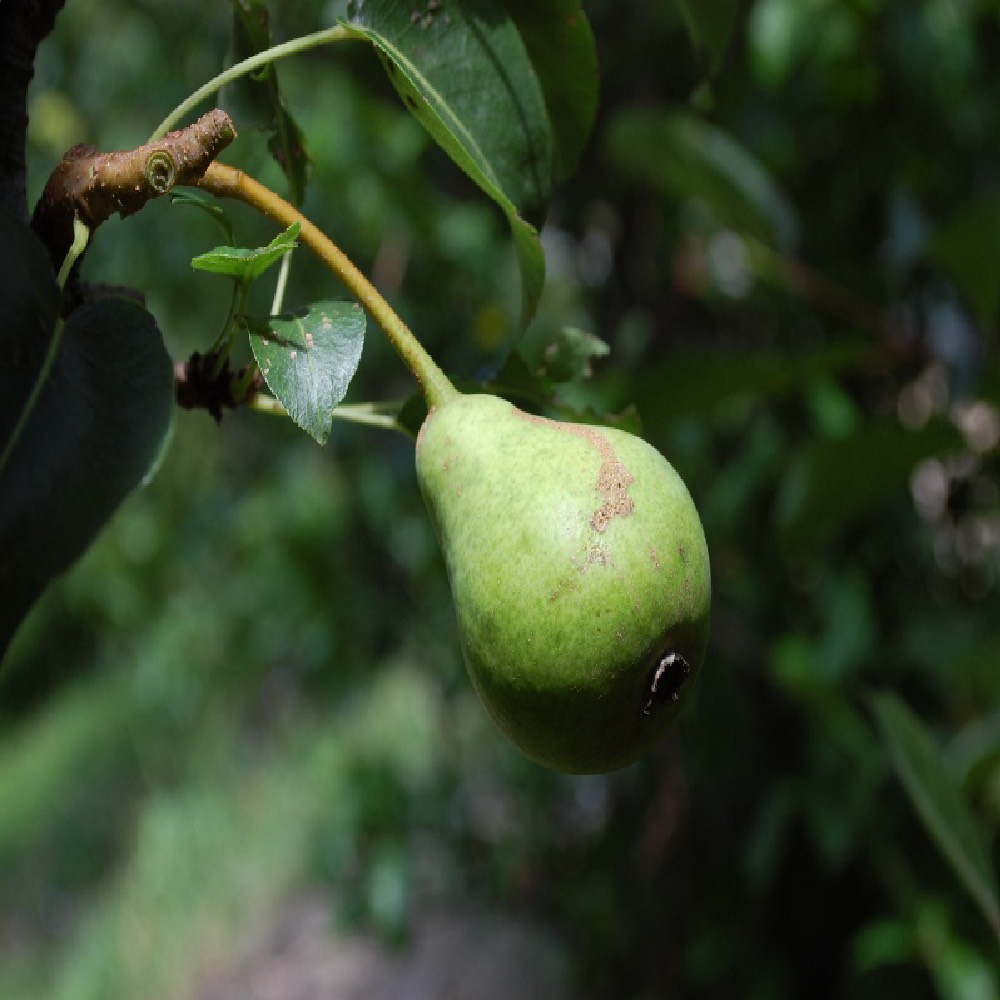 Pero San Pietro è un albero di produttività elevata e regoare | Vivailazzaro.it