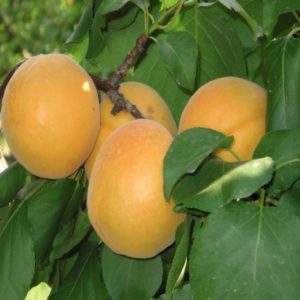 L’Albicocca portici è una pianta vigorosa con produttività elevata e costante | Vivailazzaro.it