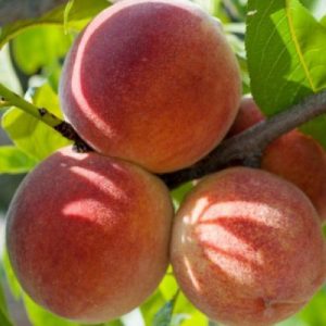 Pesco Luisa Berselli albero da frutta di buona produttività | Vivailazzaro.it