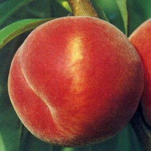 Pesco Redhavenproduce frutti di grande pezzatura | Vivailazzaro.it