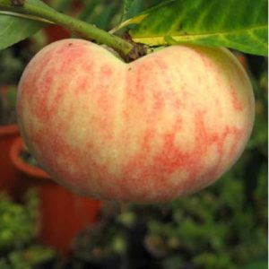 Pesco Piatto giallo albero di buona produttività | Vivailazzaro.it