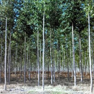Pioppo – Alba o Bianco è impiegato per l'aspetto decorativo della chioma | Vivailazzaro.it