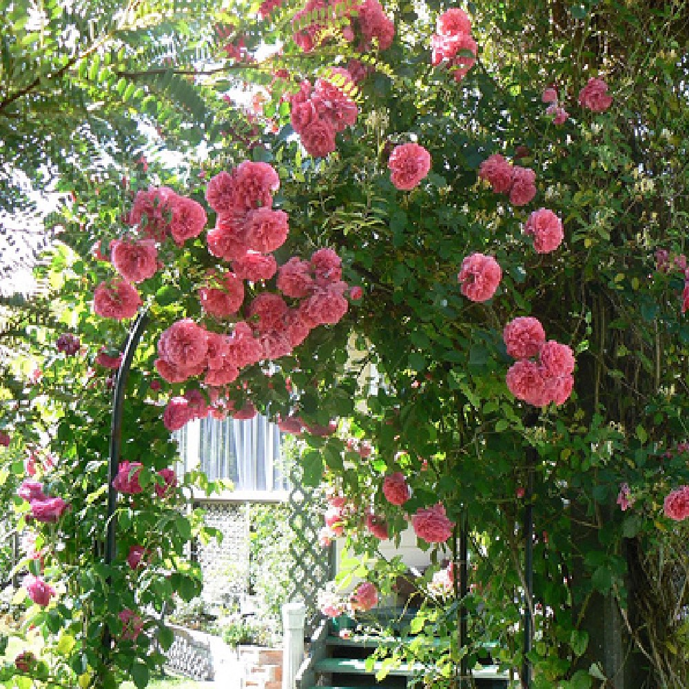 The Queen Elisabeth rosa rampicante | Vivailazzaro.it