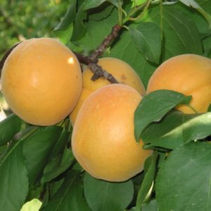 L’Albicocco Portici è una pianta vigorosa con produttività elevata e costante | Vivailazzaro.it