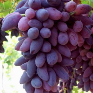 Uva Pizzutello nero con acini di grandezza medio-superiore | Vivailazzaro.it
