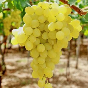Vendita online della Vite Regina dei vigneti | Vivailazzaro.it