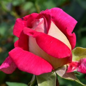 Rosa Kronen molto profumata | Vivailazzaro.it