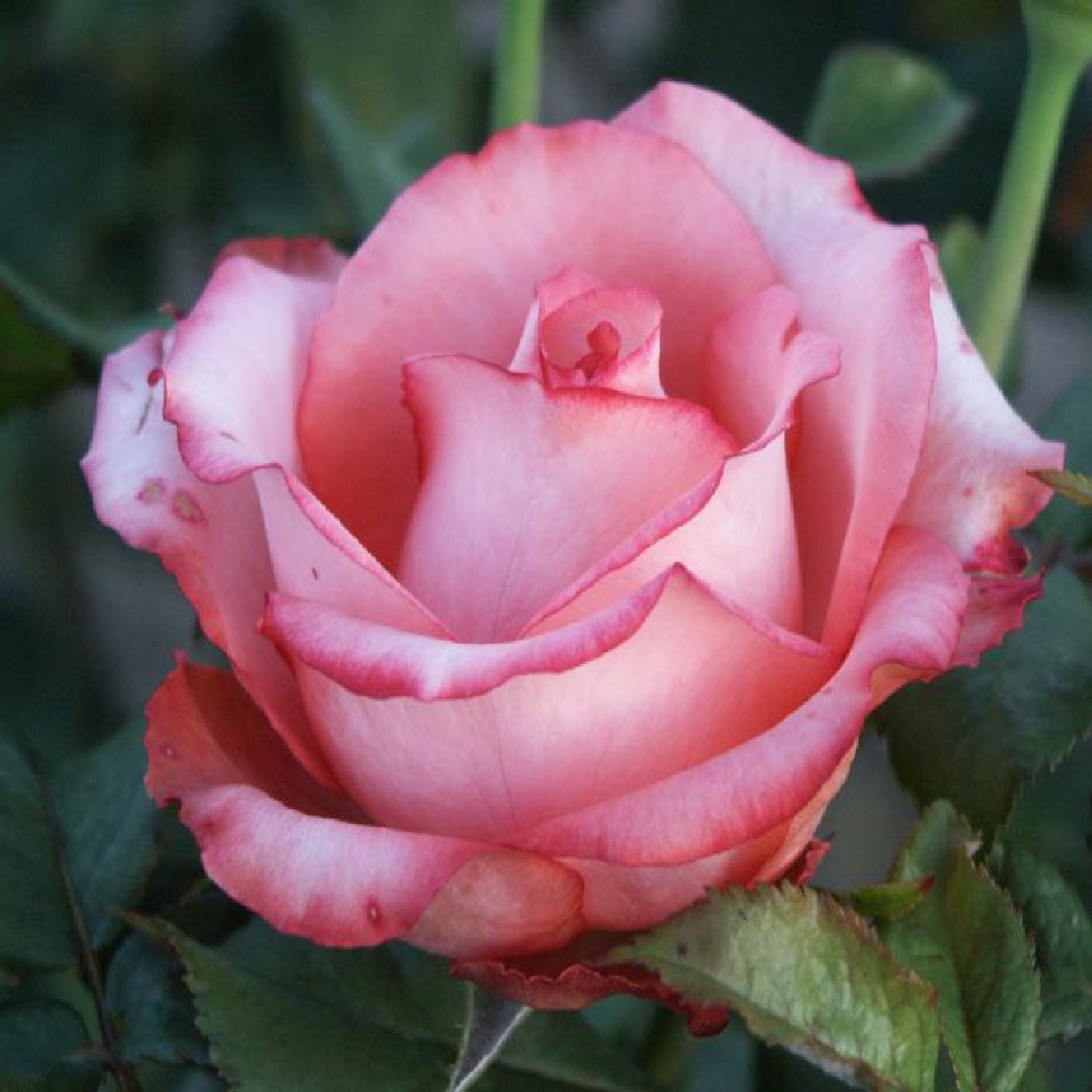 Rosa Sandra pianta ad alberello | Vivailazzaro.it