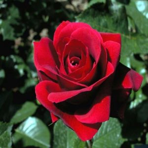Rosa ad alberello Rosa Rosso Rubino | Vivailazzaro.it