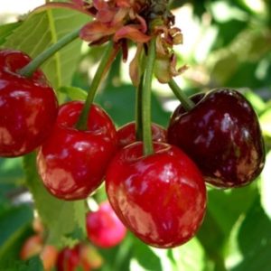 Il Durone Bigarreau Moreau è una pianta di media vigoria a portamento espanso e di produttività media | Vivailazaro.it