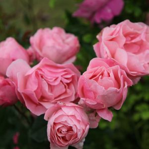 Rosa ad alberello Rosa The queen Elisabeth | Vivailazzaro.it
