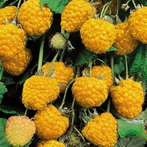 Arbusto da frutto molto resistente Lampone giallo Rubus Idaeus | Vivailazzaro.it