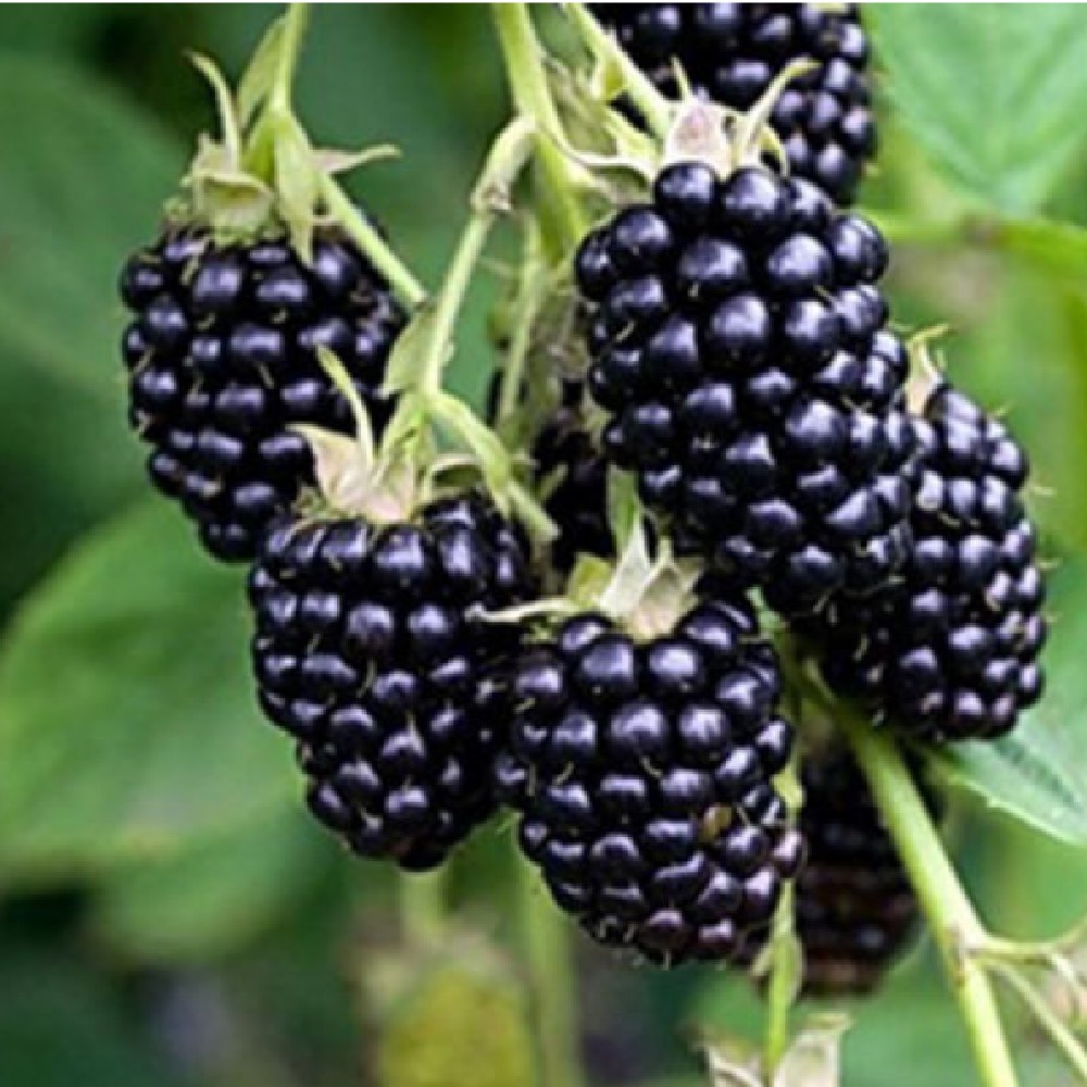 Pianta ornamentale e da frutto Mora Rubus Fruticosus | Vivailazzaro.it