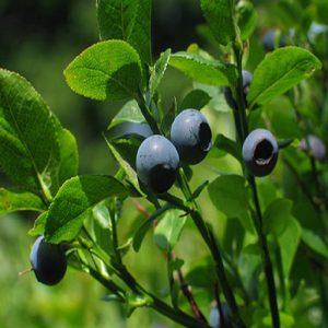 Arbusto da frutta Mirtillo americano Vaccinium corymbosum | Vivailazzaro.it