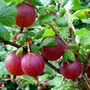 Produzione e vendita Ribes Grossularia | Vivailazzaro.it