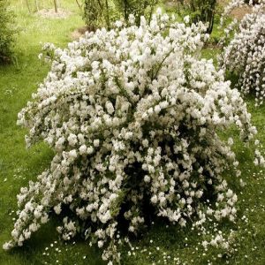 Arbusto da fiore Deutzia | Vivailazzaro.it