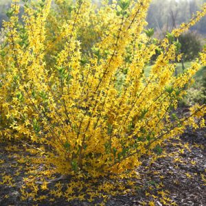 Arbusto da fiore Forsythia | Vivailazzaro.it