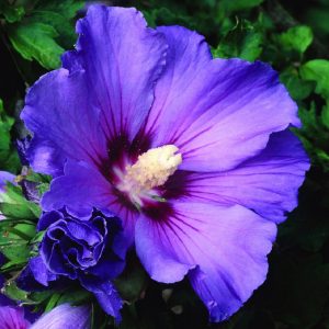Arbusto a portamento assurgente Hibiscus syriacus blu | Vivailazzaro.it