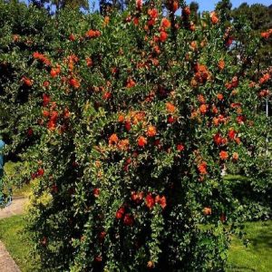 Melograno piccolo arbusto da fiore | Vivaliazzaro.it