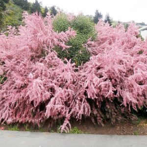 Arbusto da fiore Tamarix | Vivailazzaro.it