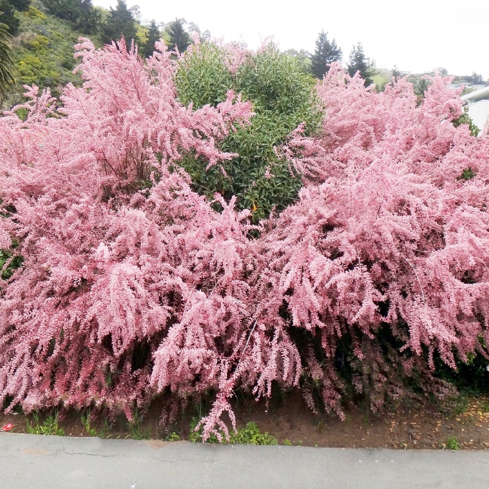 Arbusto da fiore Tamarix | Vivailazzaro.it