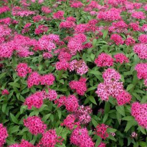 Arbusto a foglia caduca Spirea bumalda | Vivailazzaro.it