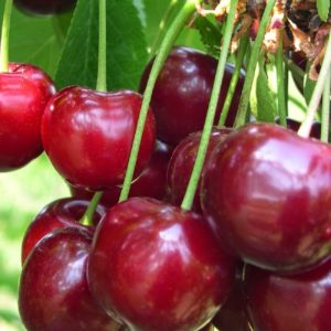 Ciliegio Durone di Vignola è una pianta di media vigoria a portamento espanso e medio scarsa produttività | Vivailazzaro.it