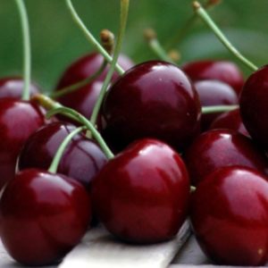 Ciliegio Stella è una pianta che produce frutti di grossa pezzatura | Vivailazzaro.it