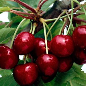 Ciliegio Durone Bigarreau Van è una pianta mediamente vigorosa con portamento espanso e molto produttiva | Vivailazzro.it