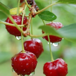 Ciliegio - Prunus avium