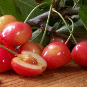 Ciliegio Marosticana è una pianta vigorosa a portamento espanso di buona produttività | Vivailazzaro.it
