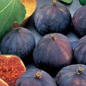 Fico - Ficus carica