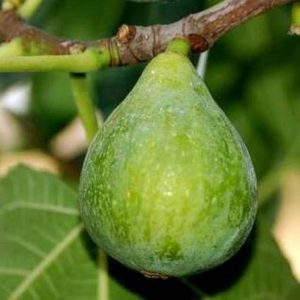 Fico Dottato Bianco è una pianta poco vigorosa a portamento espanso | Vivailazzaro.it