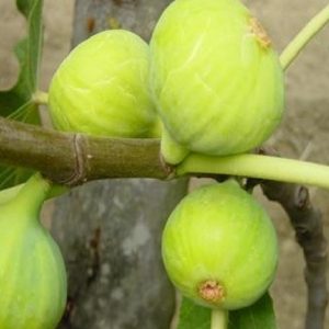 Fico Dottato Bianco è una c