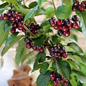 Frutti nani ornamentali