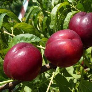 La Nettarina nana