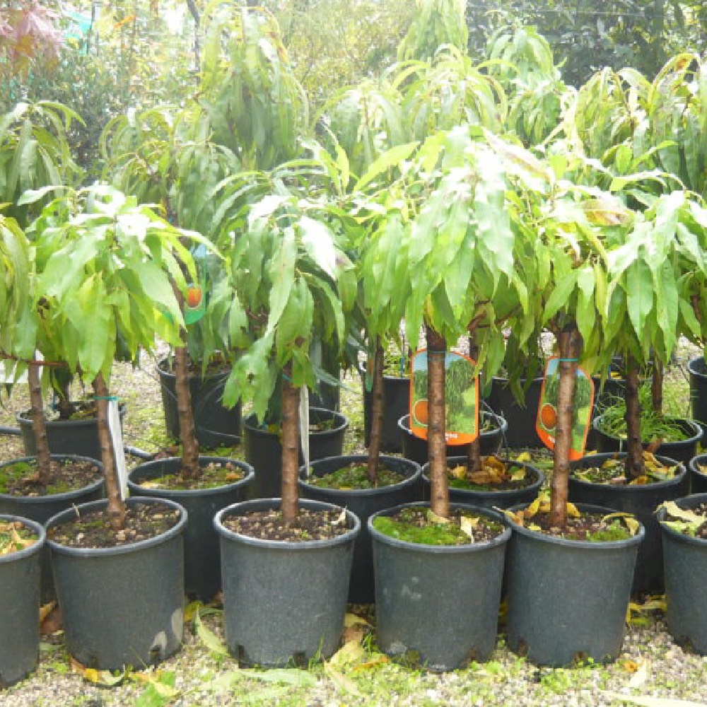 Percocca nana è una pianta da frutto che puòvivere in vaso | Vivailazzaro.it